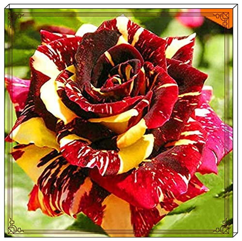 Rosen Zwiebeln-Winterhart Mehrjährig Rosen Pflanzen Rosen Pflanzen Winterhart Rosenrhizom Rosenzwiebel Rosenpflanze Rose Pflanze Pflanzen Winterhart Pfingstrosen Pflanzen Winterhart-4zwiebeln-c von FKGNQS