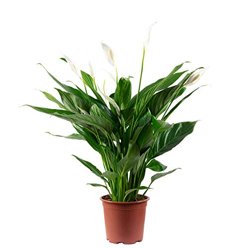 Einblatt 4-8 Blüten/Knospen - echte Zimmerpflanze, Spathiphyllum - Höhe ca. 70 cm, Topf-Ø 17 cm von Flowerbox