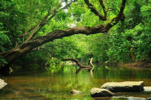 DSCHUNGEL Fototapete VLIES-450x280 cm (4159A)-Natur Landschaft Bäume Regenwald Pflanzen Wasserfall Wald-Inkl. Kleister-Vliestapete Bild Dekoration Wand-Dekor Moderne Motiv-Tapete Panorama Poster XXL von FOTOTAPETENDRUCK