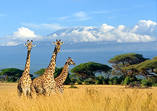 GIRAFFEN Fototapete VLIES-350x260 cm (403A)-Natur Landschaft Tiere Afrika Löwe Zebra Safari Wandtapete-Inkl. Kleister-Vliestapete Bild Dekoration Wand-Dekor Moderne Motiv-Tapete Panorama Poster XXL von FOTOTAPETENDRUCK