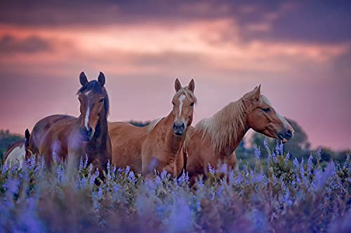 PFERDE Fototapete VLIES-350x260 cm (4153A)-Natur Landschaft Pferd Pony Blumen Kinder Tiere Wandtapete-Inkl. Kleister-Vliestapete Bild Dekoration Wand-Dekor Moderne Motiv-Tapete Panorama Poster XXL von FOTOTAPETENDRUCK