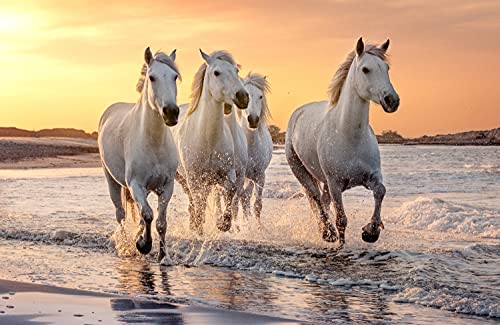 PFERDE Fototapete VLIES-350x260 cm (4608A)-Natur Landschaft Pferd Pony Strand Meer See Tiere Wandtapete-Inkl. Kleister-Vliestapete Bild Dekoration Wand-Dekor Moderne Motiv-Tapete Panorama Poster XXL von FOTOTAPETENDRUCK