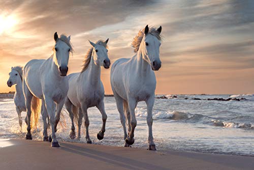 PFERDE Fototapete VLIES-400x260 cm (2937A)-Natur Landschaft Pferd Pony Strand Meer See Tiere Wandtapete-Inkl. Kleister-Vliestapete Bild Dekoration Wand-Dekor Moderne Motiv-Tapete Panorama Poster XXL von FOTOTAPETENDRUCK