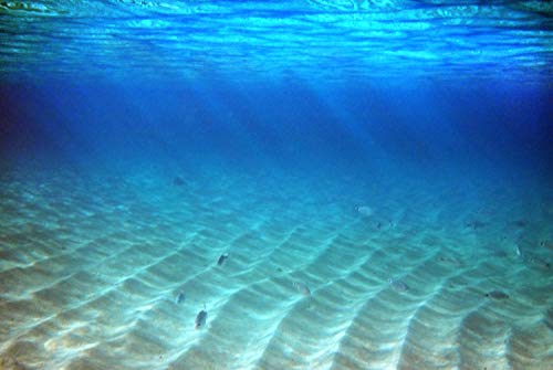 UNTERWASSER Fototapete VLIES-350x260 cm (4023A)-Strand Küste Dünen Fische Natur Korallen Meer Wandtapete-Inkl. Kleister-Vliestapete Bild Dekoration Wand-Dekor Moderne Motiv-Tapete Panorama Poster XXL von FOTOTAPETENDRUCK