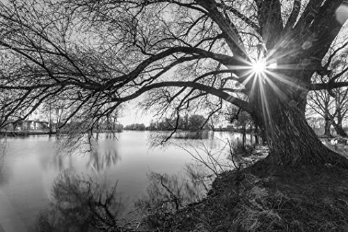 WALD Fototapete VLIES-350x260 cm (1290A)-Natur See Landschaft Baum Herbst Bäume Schwarz-Weiß Wandtapete-Inkl. Kleister-Vliestapete Bild Dekoration Wand-Dekor Moderne Motiv-Tapete Panorama Poster XXL von FOTOTAPETENDRUCK