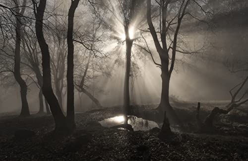 WALD Fototapete VLIES-350x260 cm (7075A)-Natur Landschaft See Birken Bäume Schwarz Weiß Fotokunst Wandtapete-Inkl. Kleister-Vliestapete Bild Dekoration Wand-Dekor Moderne Motiv-Tapete Panorama Poster von FOTOTAPETENDRUCK