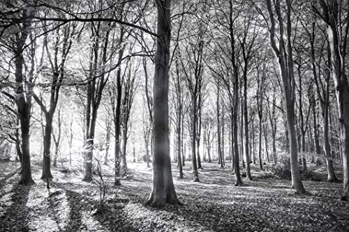 WALD Fototapete VLIES-400x260 cm (1408A)-Natur Landschaft Herbstwald Bäume Schwarz Weiß Wandtapete-Inkl. Kleister-Vliestapete Bild Dekoration Wand-Dekor Moderne Motiv-Tapete Panorama Poster XXL von FOTOTAPETENDRUCK