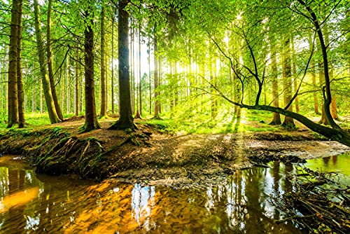 WALD Fototapete VLIES-400x260 cm (4617A)-Natur Landschaft Bäume Herbstwald Birken Baum Wandtapete-Inkl. Kleister-Vliestapete Bild Dekoration Wand-Dekor Moderne Motiv-Tapete Panorama Poster XXL von FOTOTAPETENDRUCK