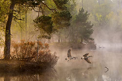 WALD Fototapete VLIES-500x280 cm (6199A)-Natur Landschaft Bäume Nebel Herbstwald Fotokunst Wandtapete-Inkl. Kleister-Vliestapete Bild Dekoration Wand-Dekor Moderne Motiv-Tapete Panorama Poster XXL von FOTOTAPETENDRUCK