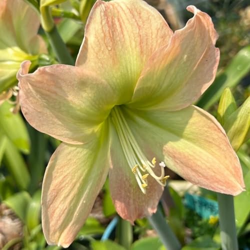 Winterhart Amarylliszwiebeln, Amaryllis zwiebel,Winterhart mehrjährige Pflanzen, Zierblumen, Gartenbalkondekoration-5 zwiebeln-I Winterhart Amarylliszwiebeln, Amaryllis zwiebel,Winterhart mehrjährige Pflanzen, Zierblumen, Gartenbalkondekoration-5 zwiebeln-I von FRJNGC