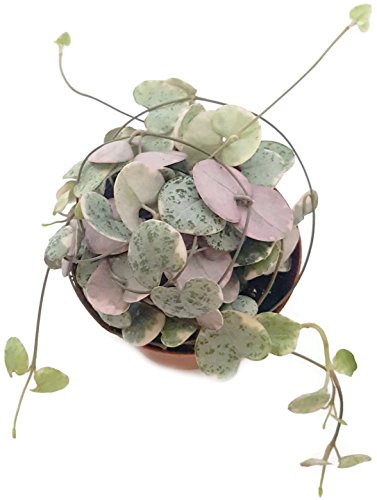 Ceropegia woodii f. variegata gestreifte Leuchterblume - sehr pflegeleichte, hängende Zimmerpflanze - verschönern Sie Ihr zu Hause von Fangblatt