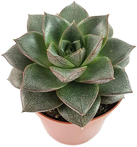 Echeveria purpusorum - sehr dekoratives Dickblatt für das sonnige Fensterbrett - pflegeleichte Sukkulente von Fangblatt