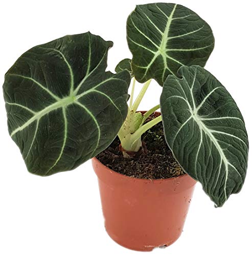 Fangblatt - Alocasia reginula 'Black Velvet' - schwarzes Pfeilblatt Ø 12 cm Topf - Zimmerpflanze für Pflanzenkenner von Fangblatt