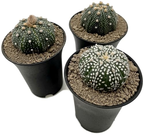 Fangblatt - Astrophytum asterias - seedgrown Sternenkaktus im Ø 9 cm Topf - pflegleichter Kaktus - exotische Zimmerpflanze zum verlieben von Fangblatt