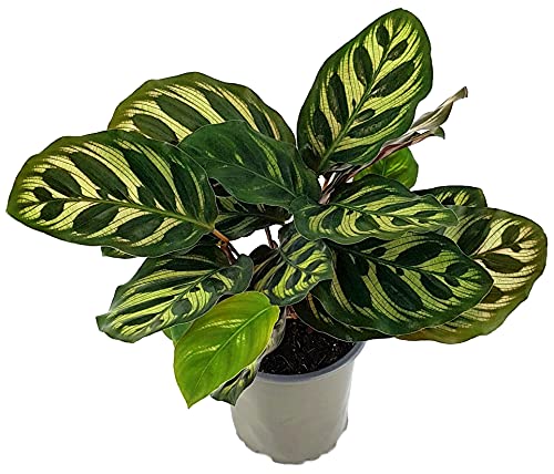 Fangblatt - Calathea makoyana - Pfauen-Korbmarante ca. 20 cm hoch, im Ø 12 cm Topf - außergewöhnliche Zimmerpflanze, Ø 9 cm Topf von Fangblatt