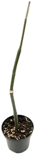 Fangblatt - Ceropegia dichotoma - einzigartige Leuchterblume im Ø 9 cm Topf - außergewöhnliche Zimmerpflanze - seltene Zimmerpflanze von Fangblatt