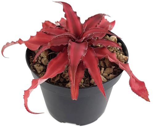 Fangblatt - Cryptanthus bivittatus 'Pink Star' - rosa Versteckblüte - dekorative Zimmerpflanze im Ø 9 cm Topf - Ideal für farbenfrohe Akzente von Fangblatt