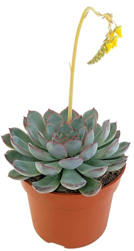 Fangblatt - Echeveria Hercules - Rosettendickblatt-Sukkulente im Ø 10,5 cm Topf - pflegeleichtes Highlight für Ihr Zuhause von Fangblatt