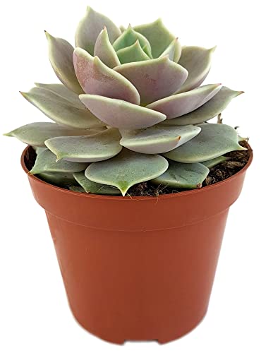 Fangblatt - Echeveria 'Lola' - pastellfarbenes Dickblattgewächs im Ø 8,5 cm Topf - außergewöhnliche Sukkulente von Fangblatt