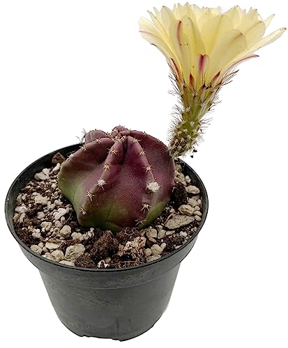 Fangblatt - Echinocereus subinermis - wenig bedornder Kaktus - pflegeleichte Sukkulente von Fangblatt