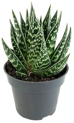 Fangblatt - Gasteraloe 'Interstellar' - auserlesene Solitärsukkulente Gr. M Ø 9 cm - pflegeleichte Sukkulente von Fangblatt