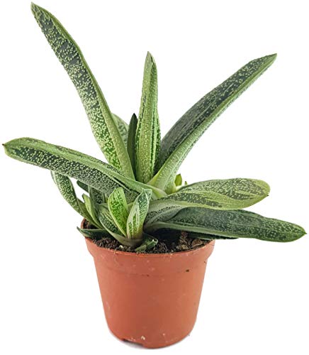 Fangblatt - Gasteria "Dragon Skin" - außergewöhnliche sukkulente Pflanze - besondere Gasterie und pflegeleichte Zimmerpflanze von Fangblatt