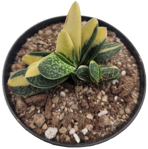 Fangblatt - Gasteria minima "Variegata" - außergewöhnliche Sukkulente - besondere Gasterie und pflegeleichte Zimmerpflanze von Fangblatt