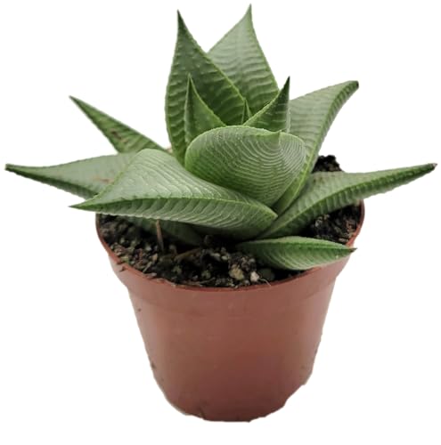 Fangblatt - Haworthia limifolia 'Roux' - Spiralförmige Sukkulente im Ø 10 cm Topf - Langlebige und pflegeleichte Zimmerpflanze - Perfekt für Büro und Zuhause von Fangblatt