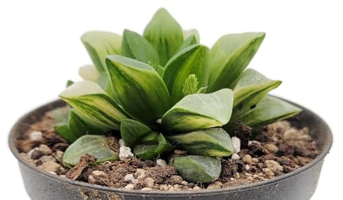 Fangblatt - Haworthia retusa variegata - seltene, bunt variierte Sukkulente - im Ø 9 cm Topf - Zimmerpflanze perfekt für Sammler von Fangblatt