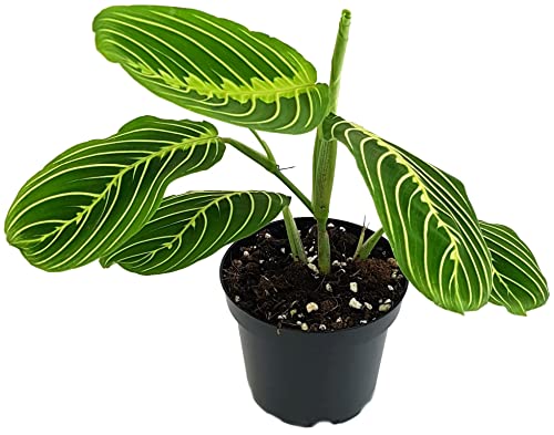 Fangblatt - Maranta Leuconeura "Lemon Lime" - limettengrüner Pfeilwurz - Blattschmuckpflanze im Ø 12 cm Topf - Korbmarante von Fangblatt