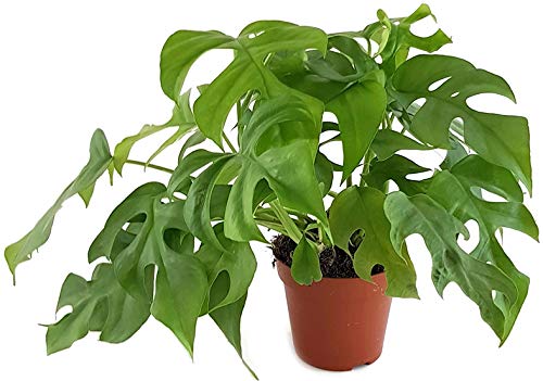 Fangblatt - Monstera Minima - schiefes Fensterblatt - wundervolle Grünpflanze, perfekte Dekoration für Ihr Zuhause von Fangblatt