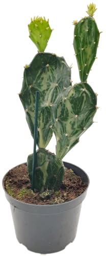 Fangblatt - Opuntia Jamaicensis "Ghost" - der Gliederkaktus aus Jamaica - eine außergewöhnliche Zimmerpflanze und pflegeleichte Sukkulente von Fangblatt