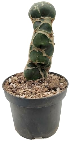 Fangblatt - Opuntia reticulata 'Cobra' - exotischer Kaktus im Ø 9 cm Topf, ↑ ca. 15 cm - pflegeleichte Zimmerpflanze von Fangblatt