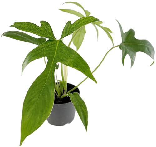 Fangblatt - Philodendron 'Glad Hands' - anmutiger Baumfreund im Ø 12 cm Topf - exotische Zimmerpflanze von Fangblatt