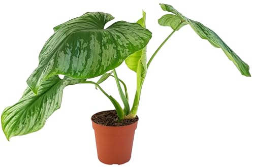 Fangblatt - Philodendron Mamei - gescheckter Baumfreund - Zimmerpflanze im Ø 12 cm Topf, ca. 40 cm hoch - pflegeleichte Grünpflanze von Fangblatt