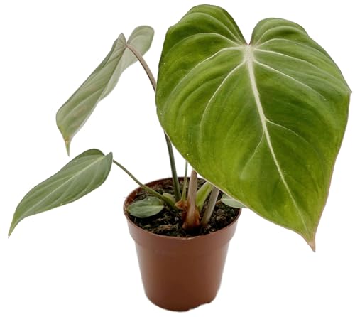 Fangblatt - Philodendron gloriosum - glorreicher Baumfreund im Ø 12 cm Topf - exotische Zimmerpflanze von Fangblatt