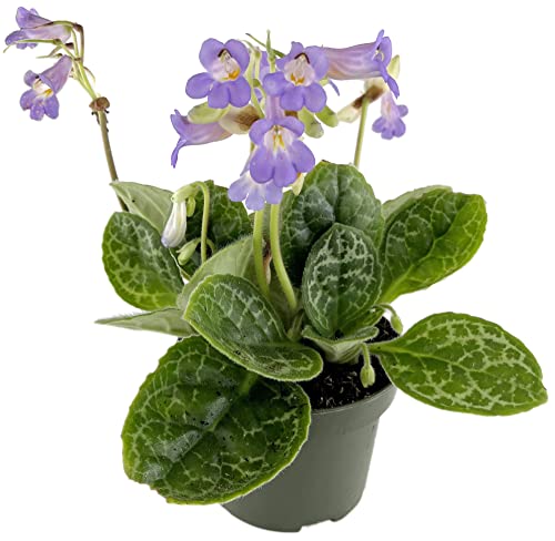 Fangblatt - Streptocarpus 'Pretty Turtle' - exotische Drehfrucht Ø 12 cm Topf - Zimmerpflanze mit Schildkrötenmuster von Fangblatt