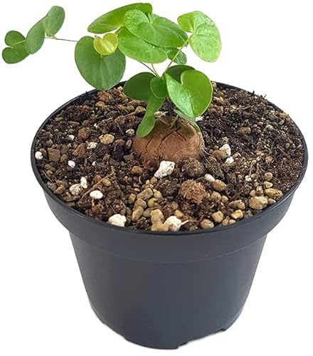 Fangblatt - Testudinaria elephantipes - Schildkrötenpflanze im Ø 9 cm Topf - Sukkulente aus Südafrika - Einzigartige Zimmerpflanze von Fangblatt