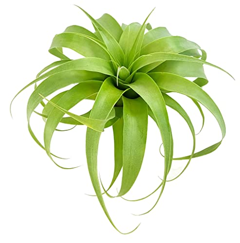 Fangblatt - Tillandsia fasciculata "Samantha" - große Bromelie mit Ø 25 cm - exotische Aufsitzpflanze von Fangblatt