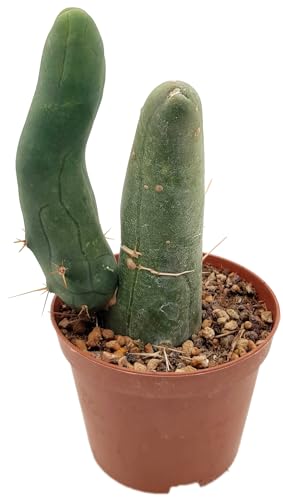 Fangblatt - Trichocereus bridgesii f. monstruosa - Penis Kaktus im Ø 10 cm Topf - exotische Zimmerpflanze - seltene Sukkulente von Fangblatt