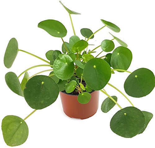 Pilea peperomioides - der Glückstaler für das Büro oder die Wohnung - der Chinesische Geldbaum für das helle Fensterbrett macht auch als UFOpflanze einen sehr dekorativen Eindruck von Fangblatt