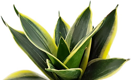 Sansevieria trifasciata 'Hahnii' Jade, jade-gold-grüne Zwergsorte des bekannten Bogenhanf - sehr schöne Sukkulente/Sanseverie - dekoratives Dickblatt - pflegeleichte Zimmerpflanze von Fangblatt