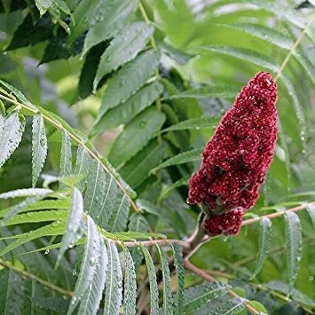 Farmerly 40 Samen Essigbaum Baum Samen (Rhus Typhina) von Farmerly