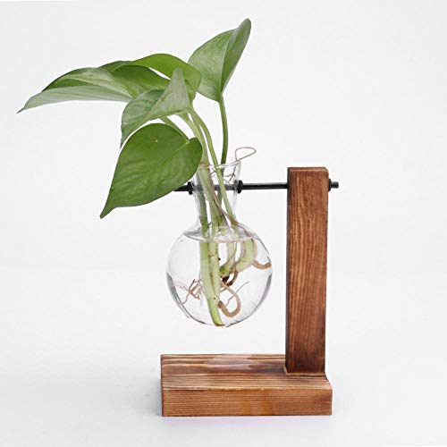 Glas-Pflanzgefäß, Blumenzwiebel-Vase, Desktop Air Plant Terrarium Kit mit Retro Massivholz Ständer, Pflanze Anzuchtstationen Terrarium for Indoor Wasserpflanzen Home Garden Office Dekoration Zubehör von Fiorky