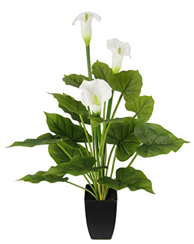 Kunstpflanze Calla im Topf Künstliche Blumen Kunstblumen Seidenblumen Pflanzen Callabusch Unechte Deko Real Touch Zimmerpflanze Grünpflanze Topfblume Blumensträuße exotische Lilie Grabdeko Kunstpflanze Calla im Topf Künstliche Blumen Kunstblumen Seidenblumen Pflanzen Callabusch Unechte Deko Real Touch Zimmerpflanze Grünpflanze Topfblume Blumensträuße exotische Lilie Grabdeko von Flair Flower