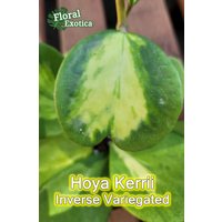 Inverse Bunte Hoya Kerrii Albomarginata - Xl Größe Pflanze Schöne Herzförmige Gute Variegation Kostenloser Us-Versand von FloraExotica