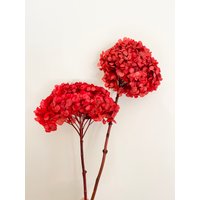 Christmas Red Rüschen Blätter Großer Kopf - Konservierte Hortensien | Getrocknete Blumen Blumenmuster Natürliche Anordnung Diy Hochzeit von FlorettePreserves