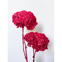Valentines Edition - Rote Rüschenblätter Der Mistel, Großer Kopf Konservierte Hortensien | Getrocknete Blumen Blumendesign Natürliche Anordnung von FlorettePreserves