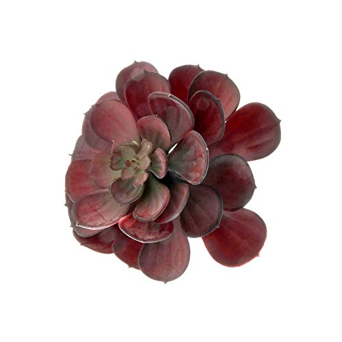 Floristrywarehouse Künstliche Sukkulente, Echeveria, groß, 15,2 cm Durchmesser, Rot von Floristrywarehouse