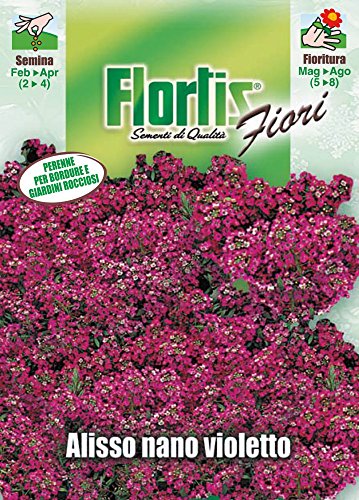 Flortis 4351004 Strand-Silberkraut violett (Silberkrautsamen) von Flortis